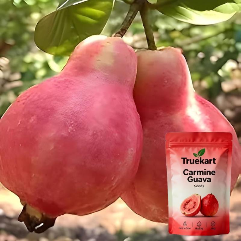 🍈TrueFruit™ – Juicy High Quality Red Guava Organic Seeds Pack+ FREE Potting Mix Pack