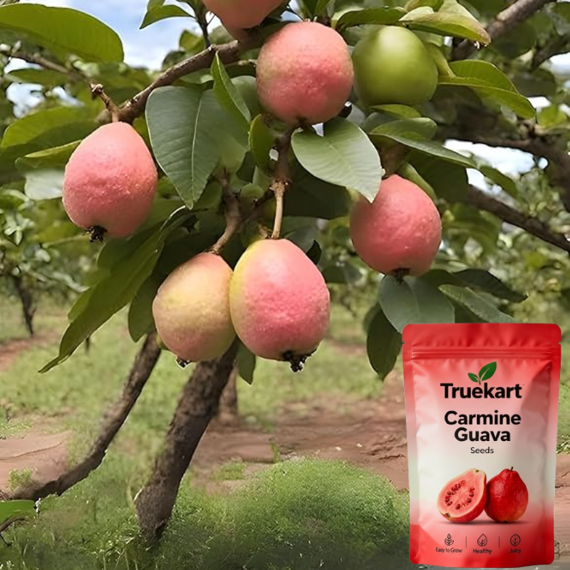 🍈TrueFruit™ – Juicy High Quality Red Guava Organic Seeds Pack+ FREE Potting Mix Pack