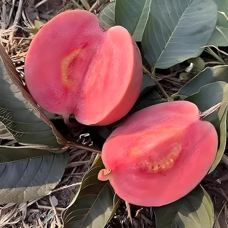 🍈TrueFruit™ – Juicy High Quality Red Guava Organic Seeds Pack+ FREE Potting Mix Pack