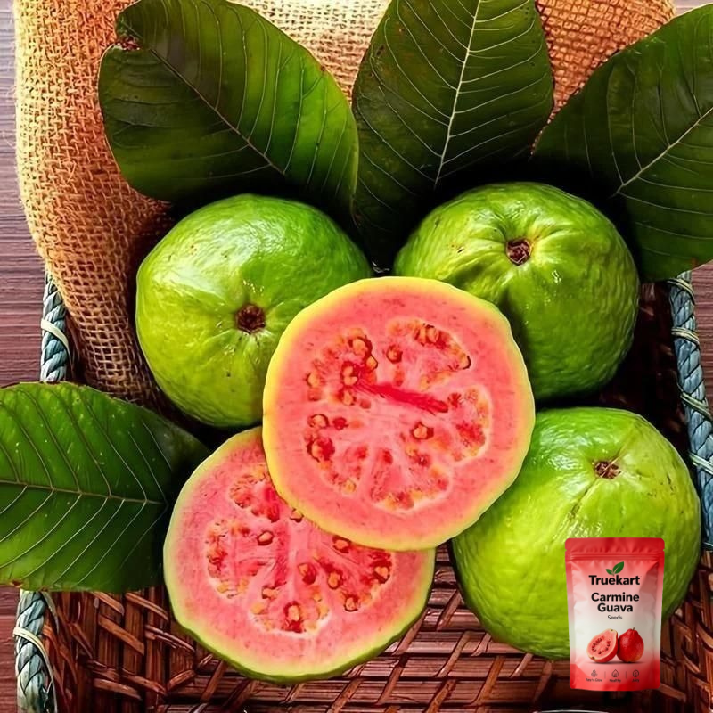 🍈TrueFruit™ – Juicy High Quality Red Guava Organic Seeds Pack+ FREE Potting Mix Pack