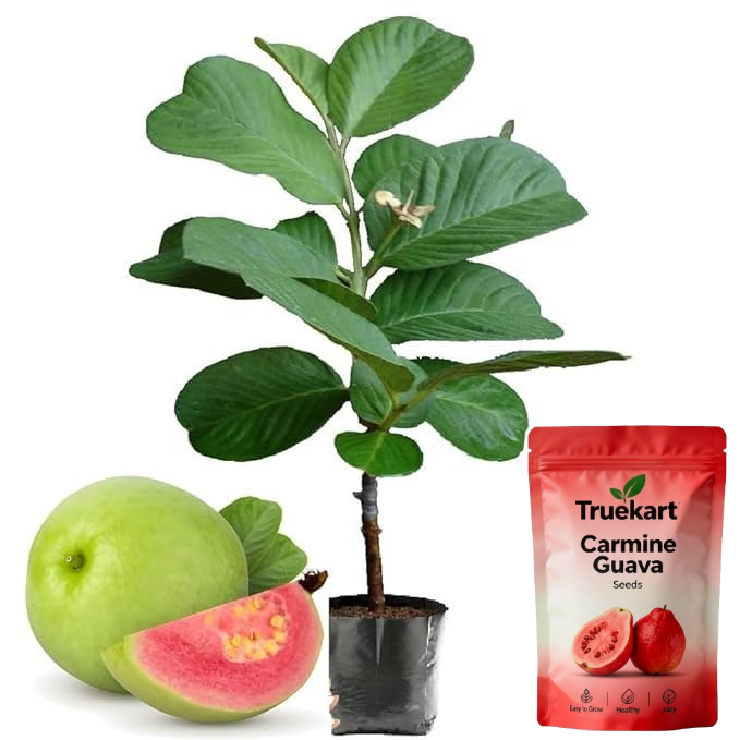 🍈TrueFruit™ – Juicy High Quality Red Guava Organic Seeds Pack+ FREE Potting Mix Pack