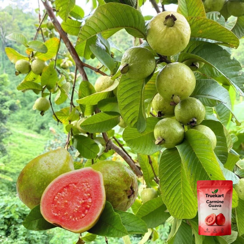 🍈TrueFruit™ – Juicy High Quality Red Guava Organic Seeds Pack+ FREE Potting Mix Pack