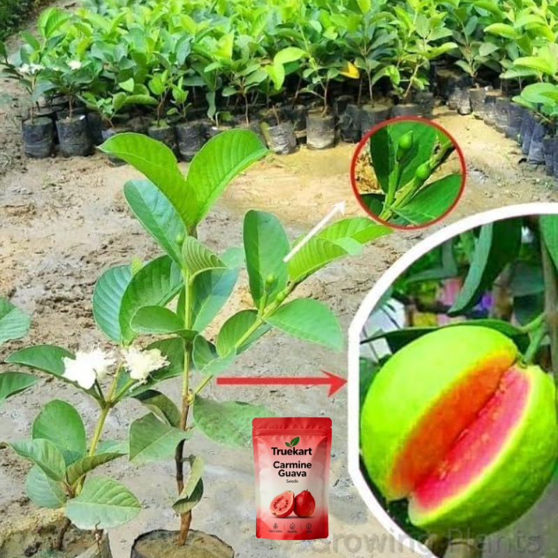 🍈TrueFruit™ – Juicy High Quality Red Guava Organic Seeds Pack+ FREE Potting Mix Pack