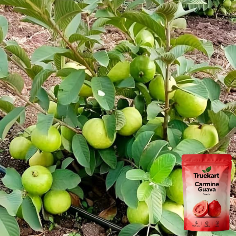 🍈TrueFruit™ – Juicy High Quality Red Guava Organic Seeds Pack+ FREE Potting Mix Pack
