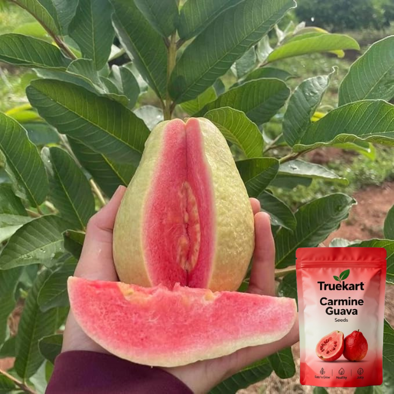 🍈TrueFruit™ – Juicy High Quality Red Guava Organic Seeds Pack+ FREE Potting Mix Pack