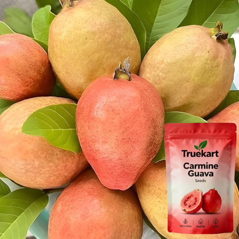 🍈TrueFruit™ – Juicy High Quality Red Guava Organic Seeds Pack+ FREE Potting Mix Pack