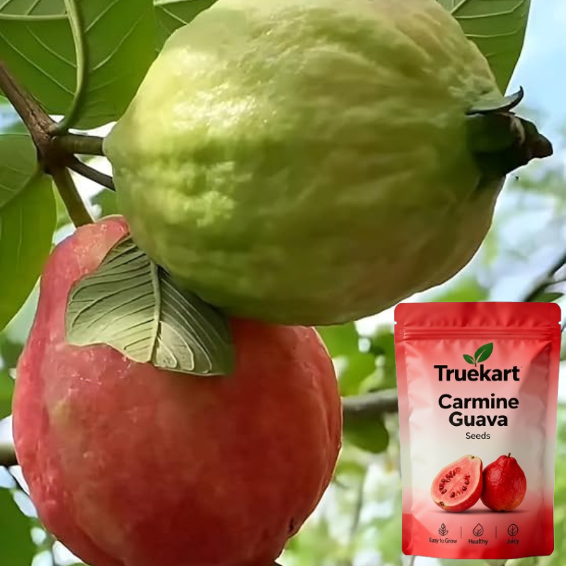 🍈TrueFruit™ – Juicy High Quality Red Guava Organic Seeds Pack+ FREE Potting Mix Pack