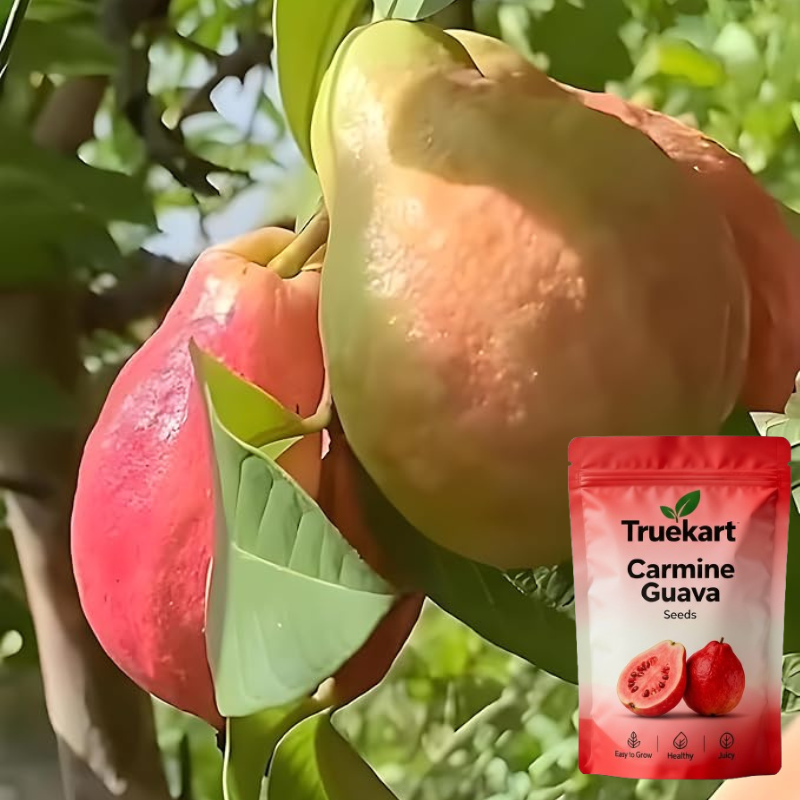 🍈TrueFruit™ – Juicy High Quality Red Guava Organic Seeds Pack+ FREE Potting Mix Pack