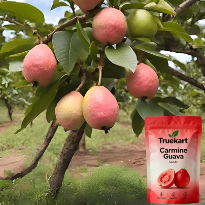 🍈TrueFruit™ – Juicy High Quality Red Guava Organic Seeds Pack+ FREE Potting Mix Pack
