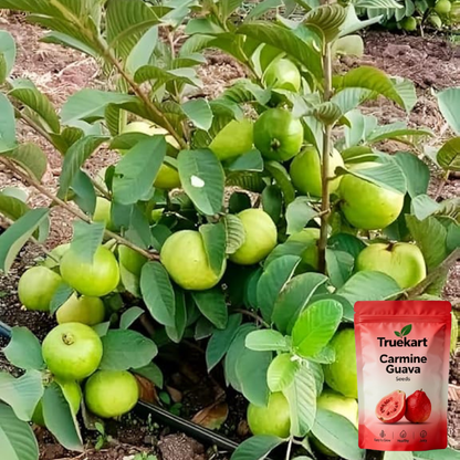 🍈TrueFruit™ – Juicy High Quality Red Guava Organic Seeds Pack+ FREE Potting Mix Pack