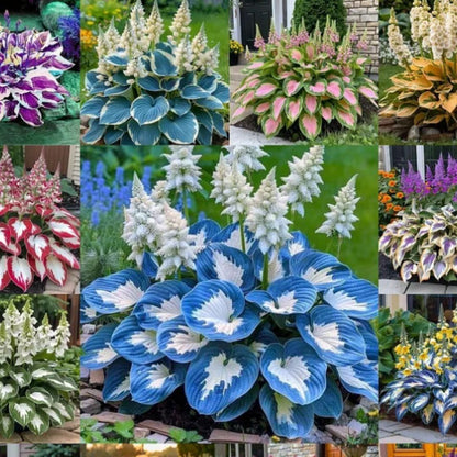 TruFlora™ Rare Premium Multicolor Hosta Seeds