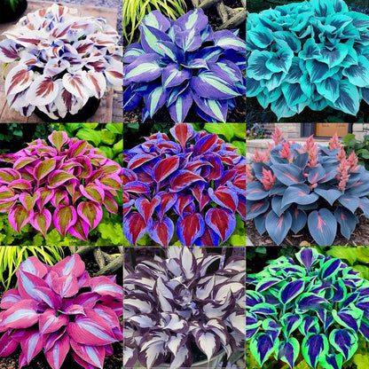 TruFlora™ Rare Premium Multicolor Hosta Seeds