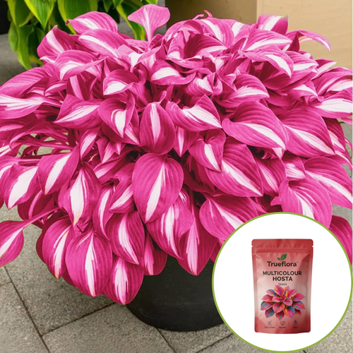 TruFlora™ Rare Premium Multicolor Hosta Seeds