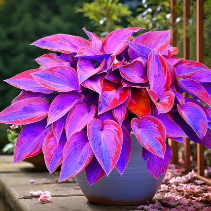 TruFlora™ Rare Premium Multicolor Hosta Seeds
