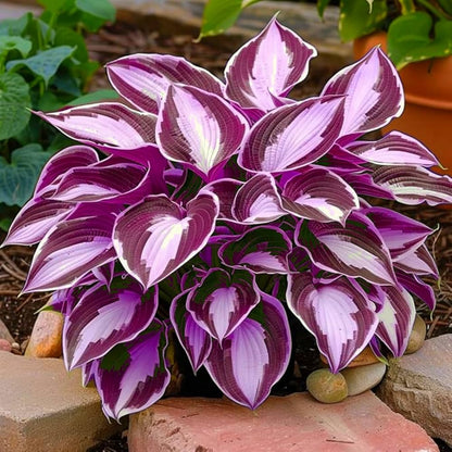TruFlora™ Rare Premium Multicolor Hosta Seeds