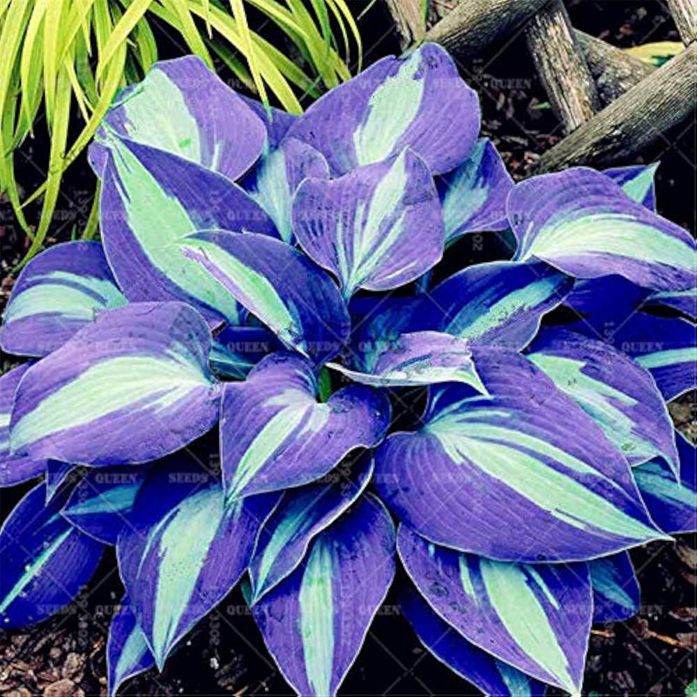 TruFlora™ Rare Premium Multicolor Hosta Seeds