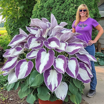 TruFlora™ Rare Premium Multicolor Hosta Seeds