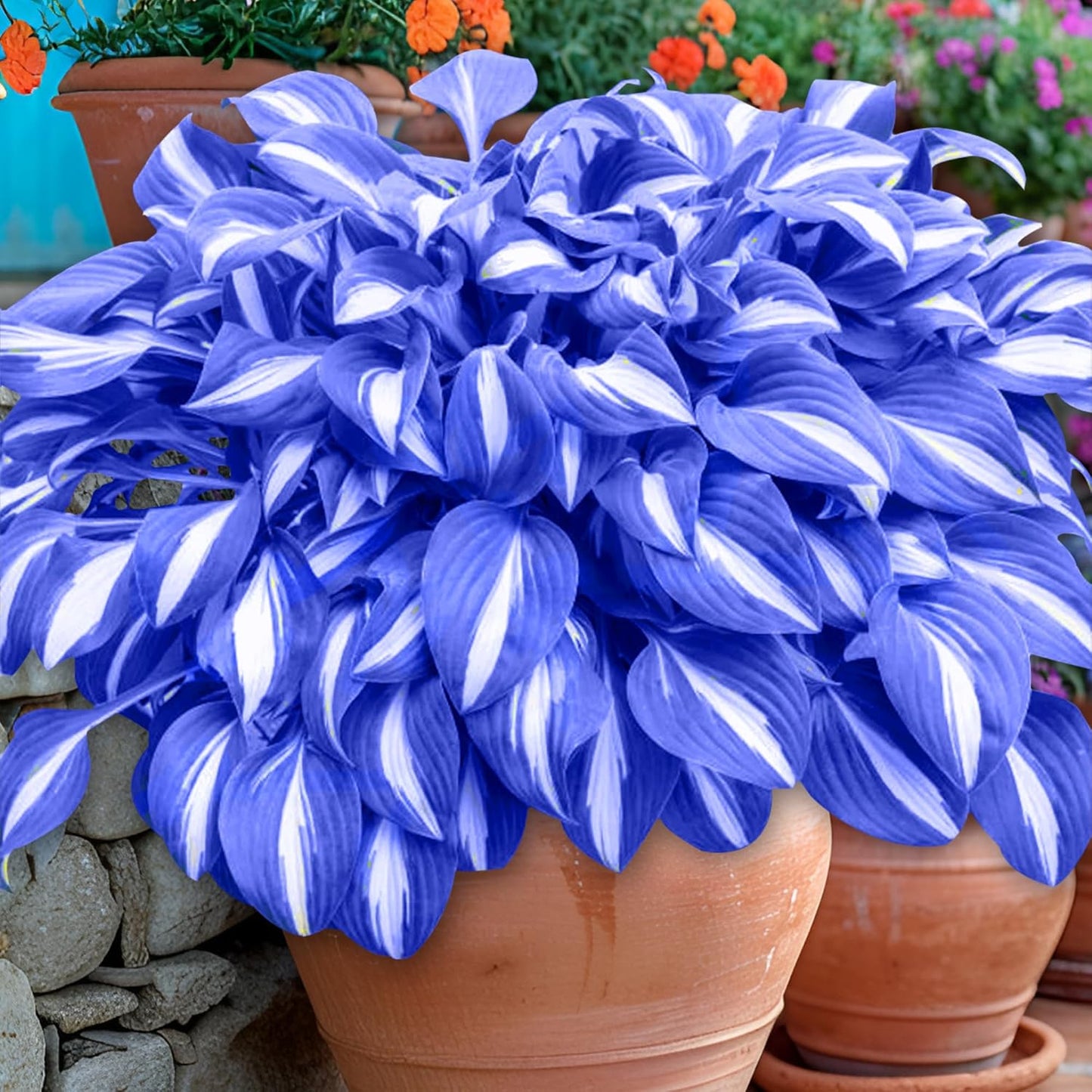 TruFlora™ Rare Premium Multicolor Hosta Seeds