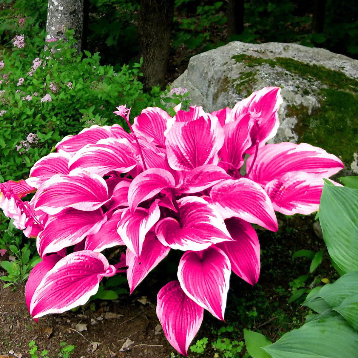 TruFlora™ Rare Premium Multicolor Hosta Seeds