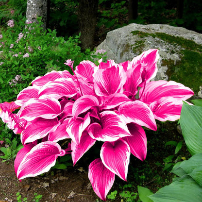 TruFlora™ Rare Premium Multicolor Hosta Seeds